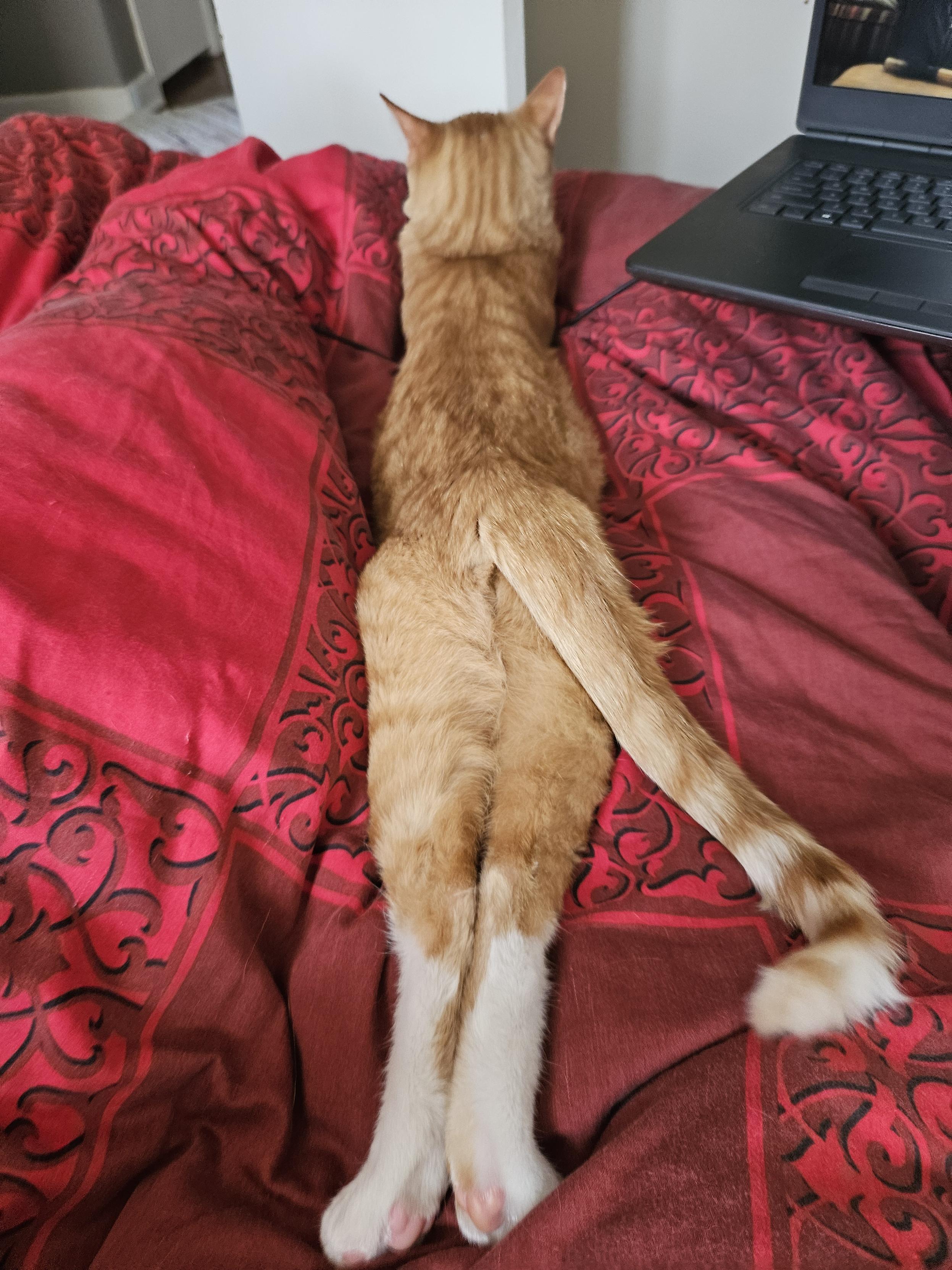 Butt of a very long orange cat on a red comforter